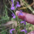 Lobelia urens L.Lobelia urens L.