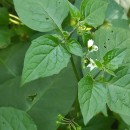 Solanum nigrum L.Solanum nigrum L.