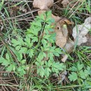 Silphiodaucus prutenicus (L.) Spalik, Wojew., Banasiak, Piwczyñski & Reduron subsp. dufourianus (Rouy & E.G.Camus) ReduronSilphiodaucus prutenicus (L.) Spalik, Wojew., Banasiak, Piwczyñski & Reduron subsp. dufourianus (Rouy & E.G.Camus) Reduron