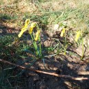 Narcissus cyclamineus DC.Narcissus cyclamineus DC.