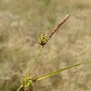 Carex durieui Steud. ex KunzeCarex durieui Steud. ex Kunze
