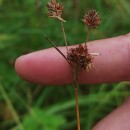 Luzula multiflora (Ehrh.) Lej.Luzula multiflora (Ehrh.) Lej.