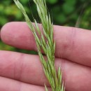Arrhenatherum elatius (L.) Beauv. ex J. & C. PreslArrhenatherum elatius (L.) Beauv. ex J. & C. Presl