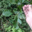 Alnus lusitanica Vít, Douda & MandákAlnus lusitanica Vít, Douda & Mandák