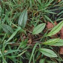 Omphalodes nitida Hoffmanns. & LinkOmphalodes nitida Hoffmanns. & Link