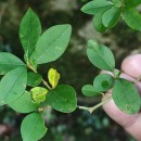 Ligustrum ovalifolium Hassk.Ligustrum ovalifolium Hassk.