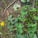Caltha palustris L.Caltha palustris L.