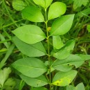 Ligustrum ovalifolium Hassk.Ligustrum ovalifolium Hassk.