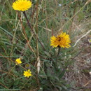 Pulicaria odora (L.) Reichenb.Pulicaria odora (L.) Reichenb.