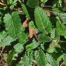 Stachys officinalis (L.) Trevis.Stachys officinalis (L.) Trevis.