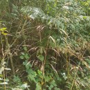 Deschampsia cespitosa (L.) P.Beauv.Deschampsia cespitosa (L.) P.Beauv.