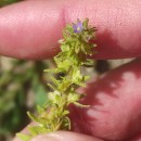 Veronica arvensis L.Veronica arvensis L.