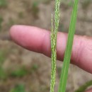 Agrostis canina L.Agrostis canina L.