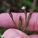 Symphyotrichum squamatum (Spreng.) G.L.NesomSymphyotrichum squamatum (Spreng.) G.L.Nesom