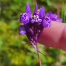 Linaria amethystea (Lam.) Hoffmanns. & LinkLinaria amethystea (Lam.) Hoffmanns. & Link