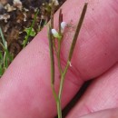 Cardamine hirsuta L.Cardamine hirsuta L.