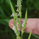 Brachypodium pinnatum (L.) Beauv.Brachypodium pinnatum (L.) Beauv.