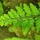 Asplenium obovatum Viv. subsp. billotii (F.W.Schultz) O.Bolòs, Vigo, Masalles & NinotAsplenium obovatum Viv. subsp. billotii (F.W.Schultz) O.Bolòs, Vigo, Masalles & Ninot