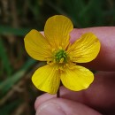 Ranunculus bulbosus  L.Ranunculus bulbosus  L.