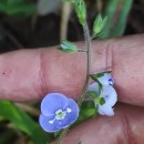 Veronica chamaedrys L.Veronica chamaedrys L.