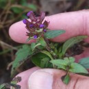 Prunella vulgaris L.Prunella vulgaris L.