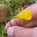 Narcissus bulbocodium L.Narcissus bulbocodium L.