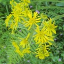 Tephroseris helenitis (L.) B. Nord. subsp. macrochaeta (Willk.) B. Nord.Tephroseris helenitis (L.) B. Nord. subsp. macrochaeta (Willk.) B. Nord.