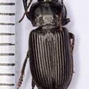 Anisodactylus binotatus (Fabricius, 1787)Anisodactylus binotatus (Fabricius, 1787)