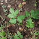 Heracleum sphondylium L. subsp. granatense (Boiss.) Briq.Heracleum sphondylium L. subsp. granatense (Boiss.) Briq.