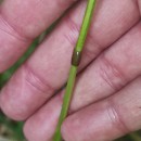 Lolium multiflorum Lam.Lolium multiflorum Lam.