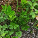 Euonymus japonicus L.Euonymus japonicus L.