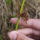 Juncus effusus L.Juncus effusus L.