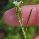 Cardamine flexuosa With.Cardamine flexuosa With.