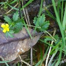 Potentilla erecta (L.) Raeusch.Potentilla erecta (L.) Raeusch.