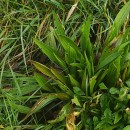 Plantago lanceolata L.Plantago lanceolata L.