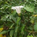 Calystegia silvatica (Kit.) Griseb.Calystegia silvatica (Kit.) Griseb.