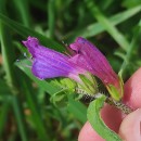 Echium rosulatum LangeEchium rosulatum Lange