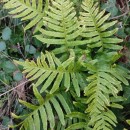 Polypodium cambricum  L.Polypodium cambricum L.