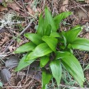 Allium victorialis L.Allium victorialis L.