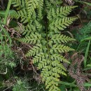 Asplenium onopteris L.Asplenium onopteris L.