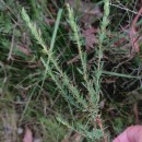 Genista berberidea LangeGenista berberidea Lange