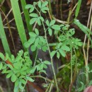 Ceratocapnos claviculata (L.) LidénCeratocapnos claviculata (L.) Lidén