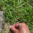Bromus diandrus RothBromus diandrus Roth