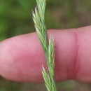 Lolium perenne L.Lolium perenne L.