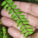 Asplenium trichomanes L. subsp. quadrivalens D.E. Mey.Asplenium trichomanes L. subsp. quadrivalens D.E. Mey.