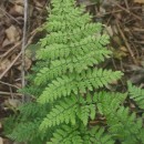 Dryopteris guanchica Gibby & JermyDryopteris guanchica Gibby & Jermy