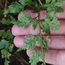 Asplenium adiantum-nigrum  L.Asplenium adiantum-nigrum  L.