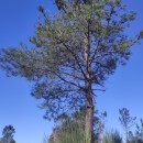 Pinus pinaster AitonPinus pinaster Aiton