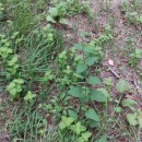 Scrophularia scorodonia L.Scrophularia scorodonia L.