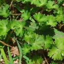 Geranium molle L.Geranium molle L.
